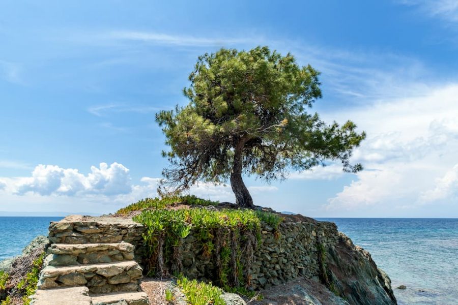 grecki-widok-morze-samotne-drzewo