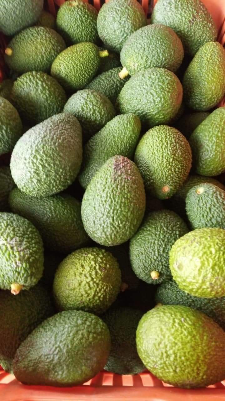 Awokado Hass z Krety  1kg