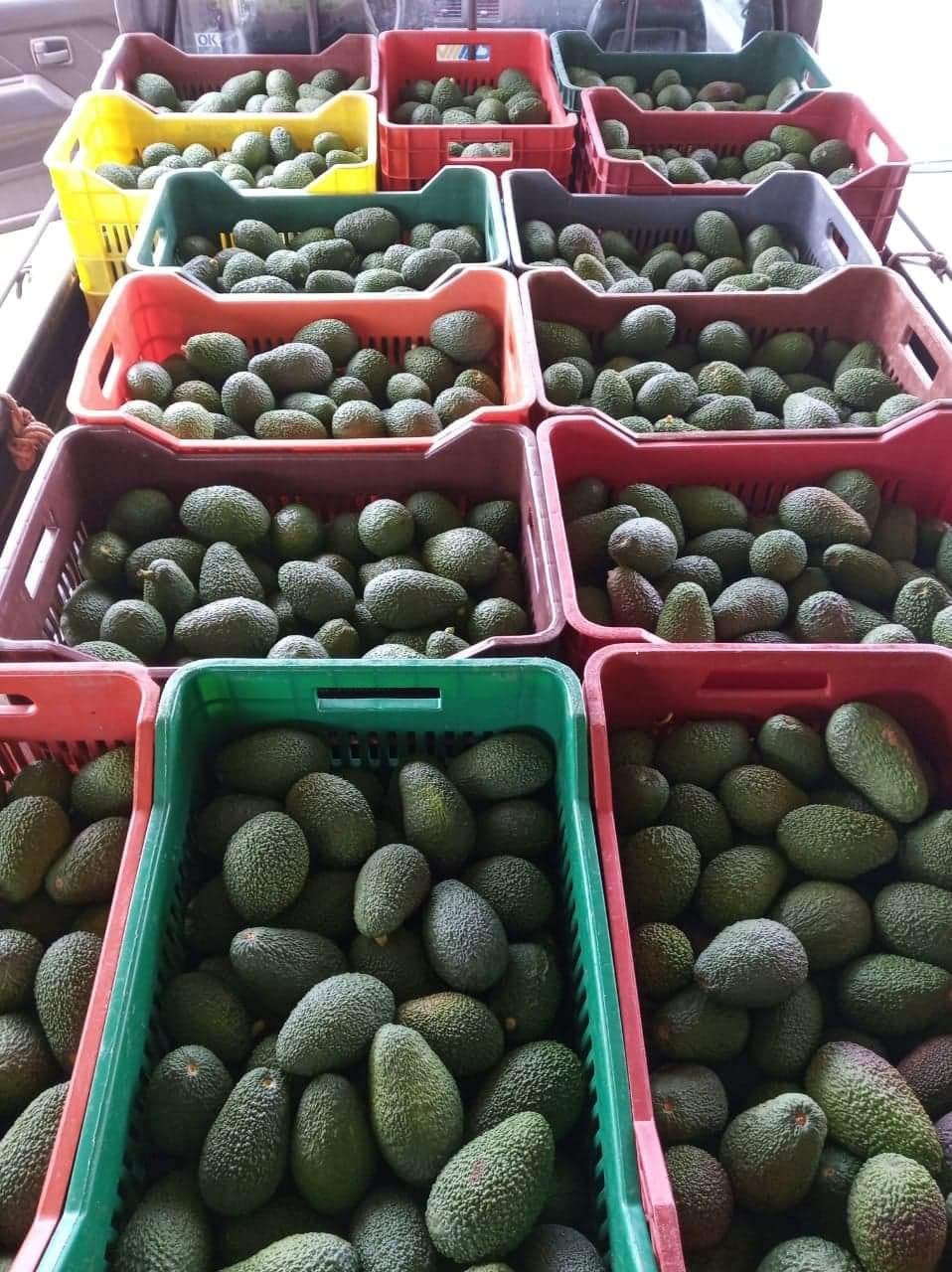 Awokado Hass z Krety  1kg