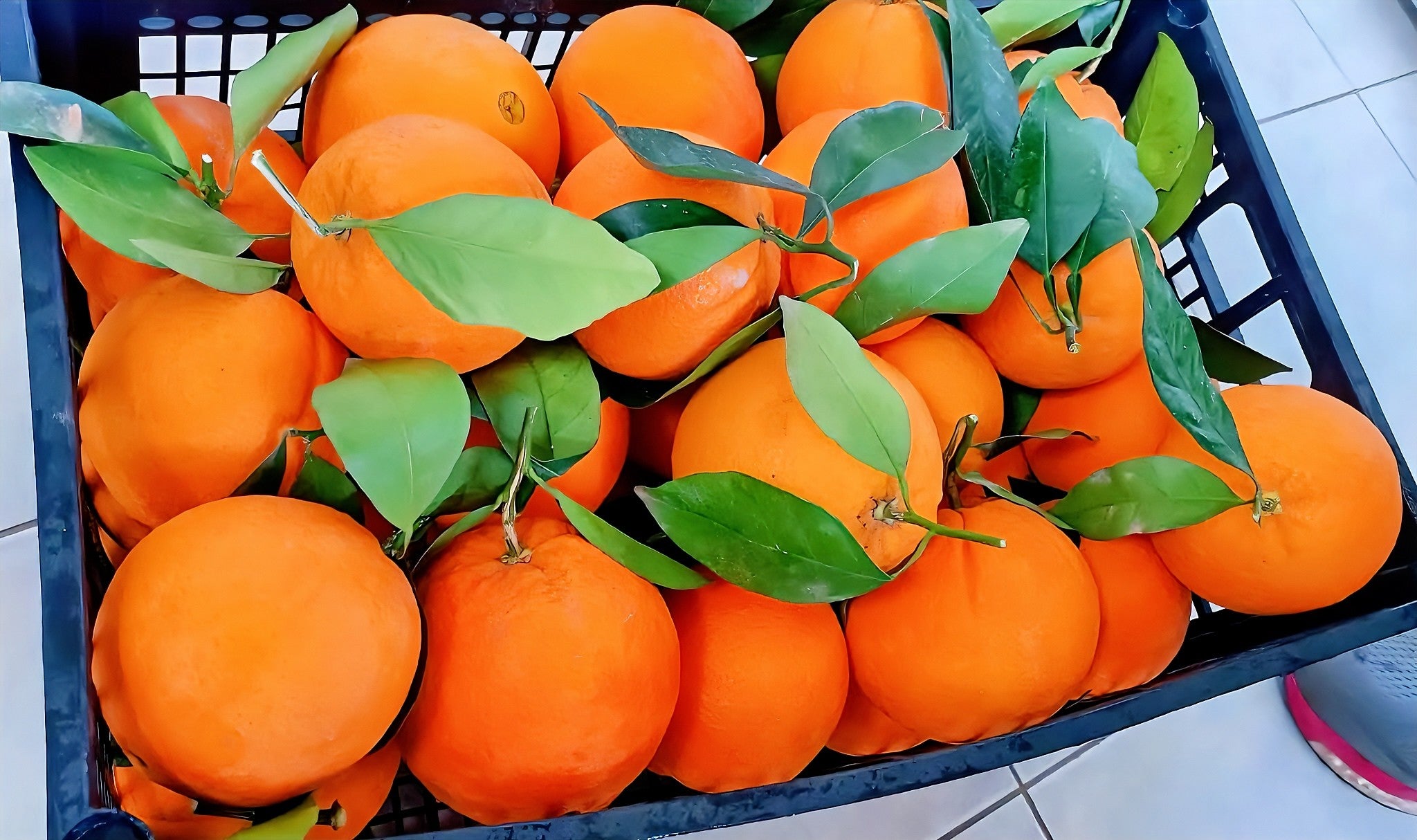 Pomarańcze 1 kg
