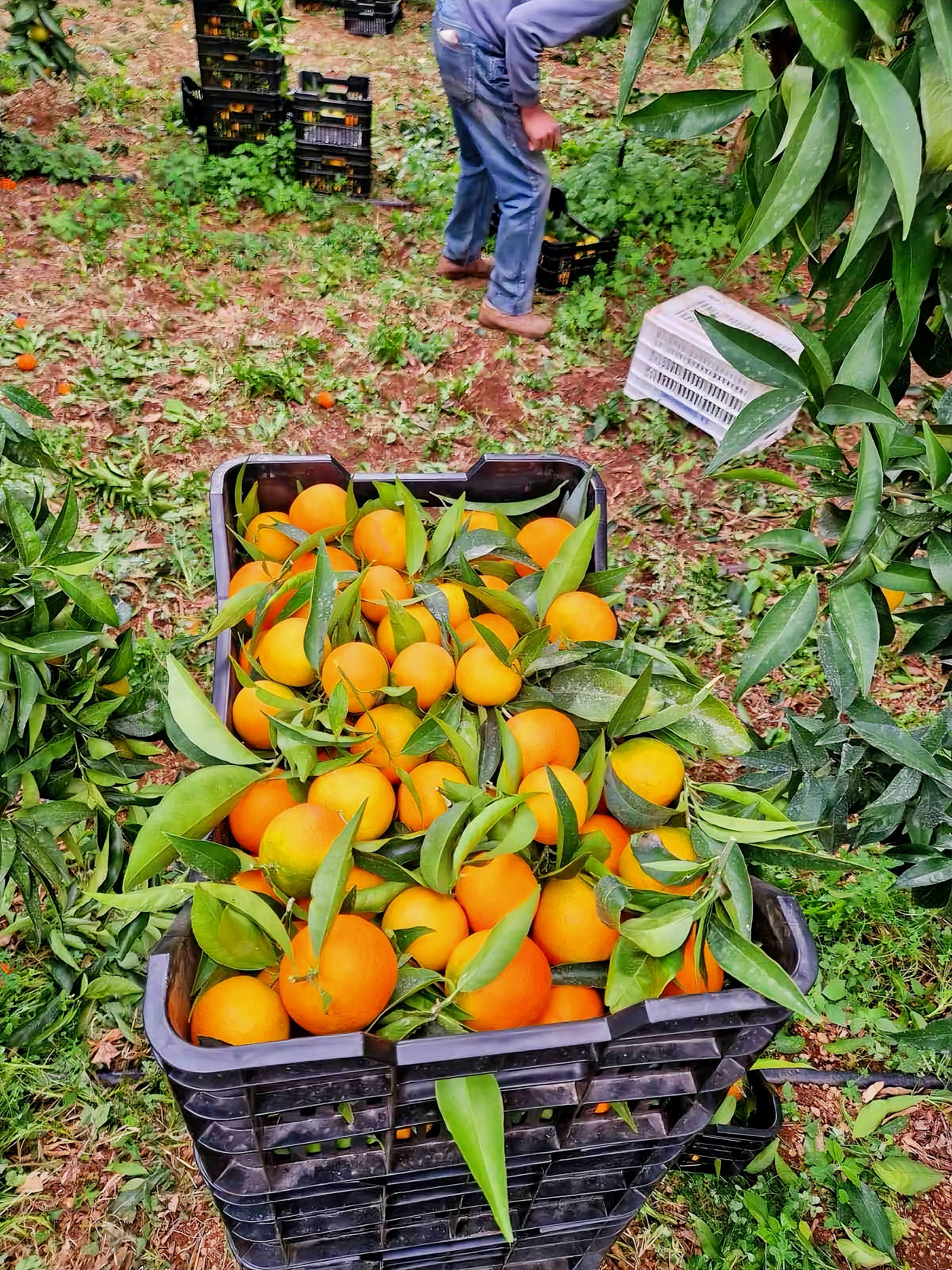 Pomarańcze 1 kg