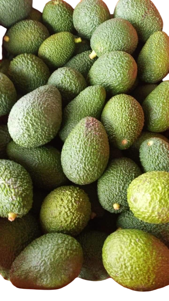 Awokado Hass z Krety  1kg